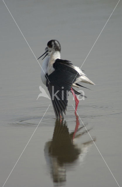 Steltkluut (Himantopus himantopus)