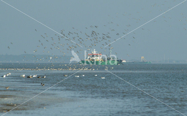 Shorebird