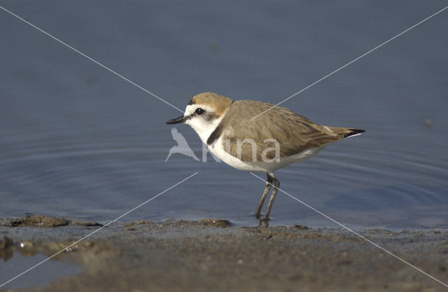 Strandplevier (Charadrius alexandrinus)