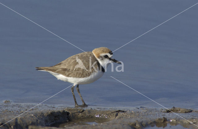 Strandplevier (Charadrius alexandrinus)