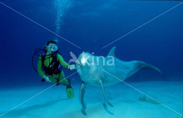 Bottlenose Dolphin (Tursiops truncatus)