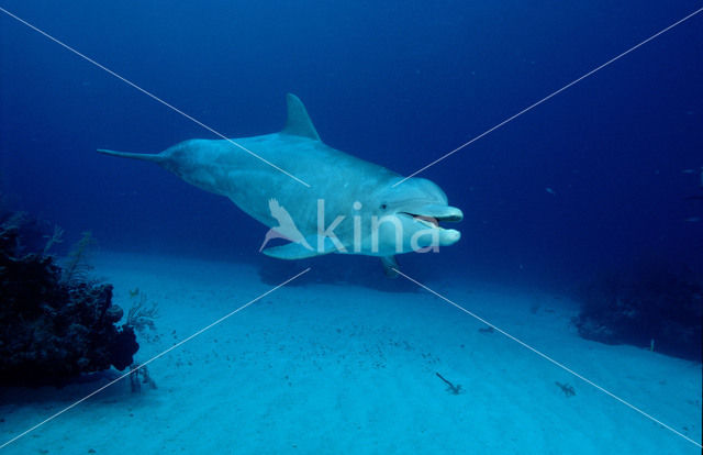 Bottlenose Dolphin (Tursiops truncatus)