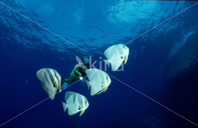 Pinnate batfish (Platax pinnatus)