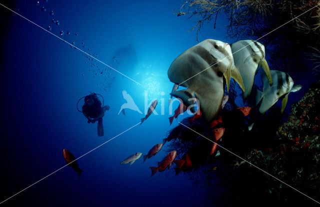 Pinnate batfish (Platax pinnatus)