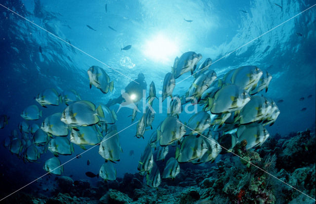 Pinnate batfish (Platax pinnatus)