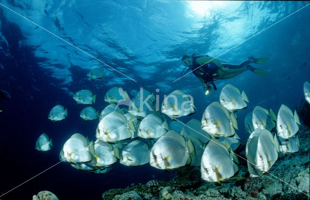 Pinnate batfish (Platax pinnatus)
