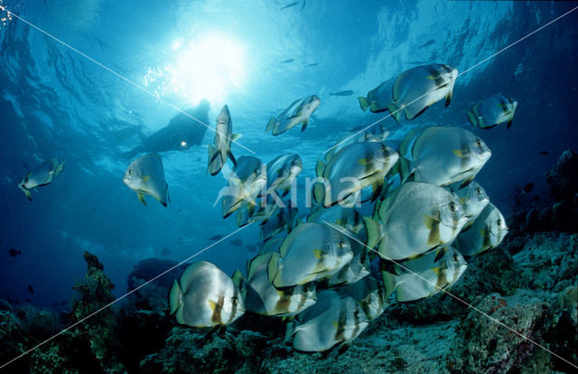 Pinnate batfish (Platax pinnatus)