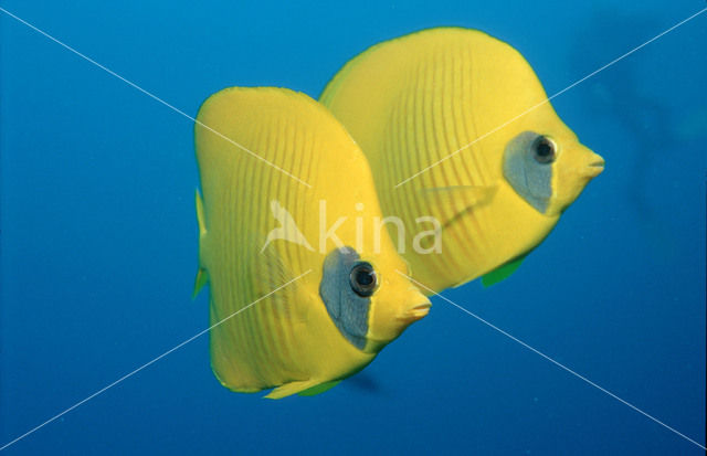 Masked butterflyfish (Chaetodon semilarvatus)