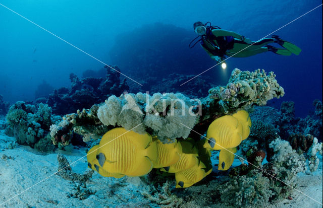 Masked butterflyfish (Chaetodon semilarvatus)