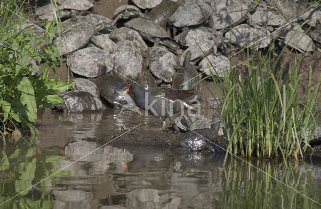 Common Moorhen (Gallinula chloropus)