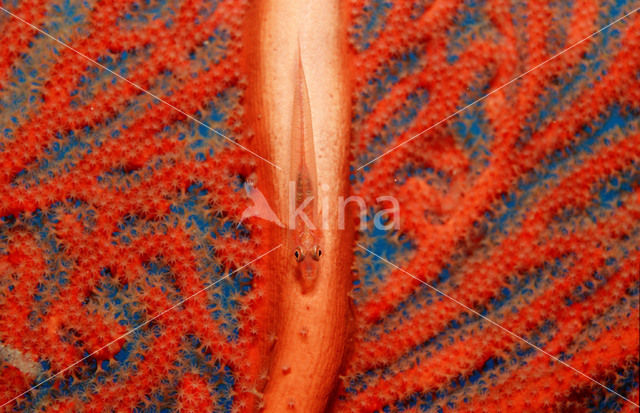 Striped triplefin (Helcogramma striata)