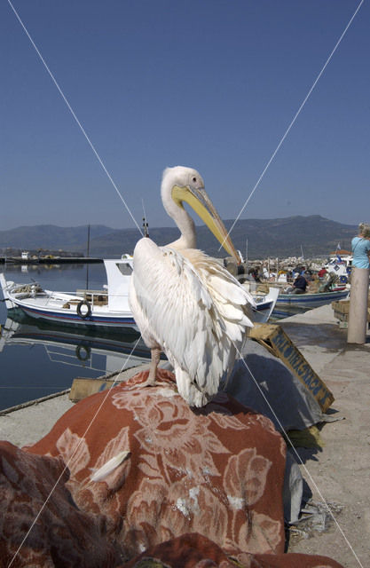 Roze Pelikaan (Pelecanus onocrotalus)