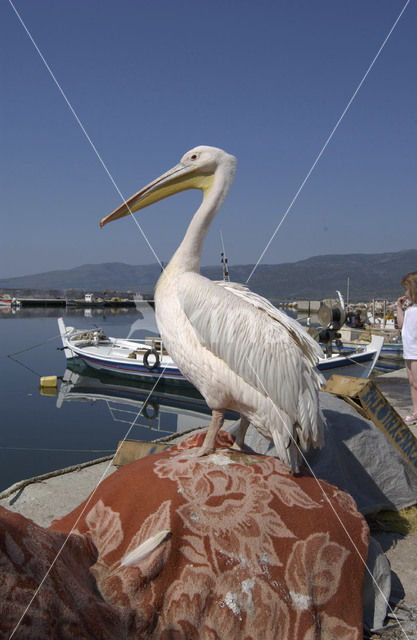 Roze Pelikaan (Pelecanus onocrotalus)