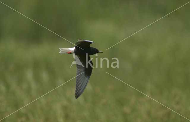 Witvleugelstern (Chlidonias leucopterus)