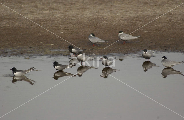 White-winged Tern (Chlidonias leucopterus)