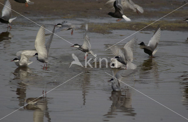 White-winged Tern (Chlidonias leucopterus)