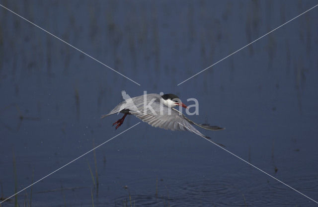 Witwangstern (Chlidonias hybridus)