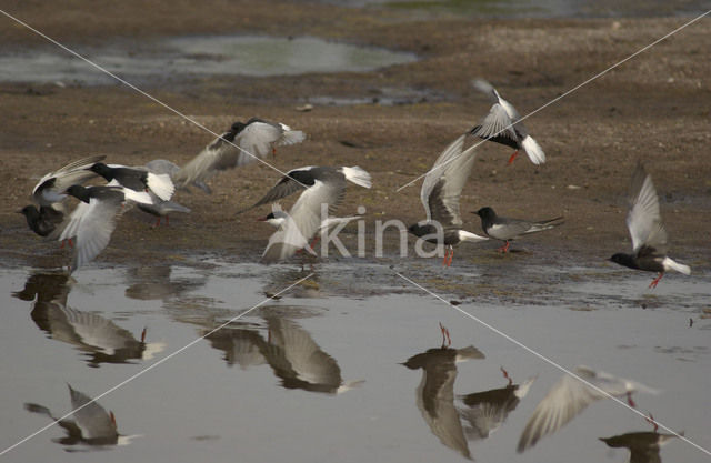 Whiskered Tern (Chlidonias hybridus)