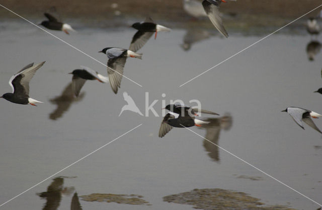 Whiskered Tern (Chlidonias hybridus)