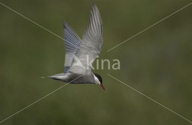 Whiskered Tern (Chlidonias hybridus)