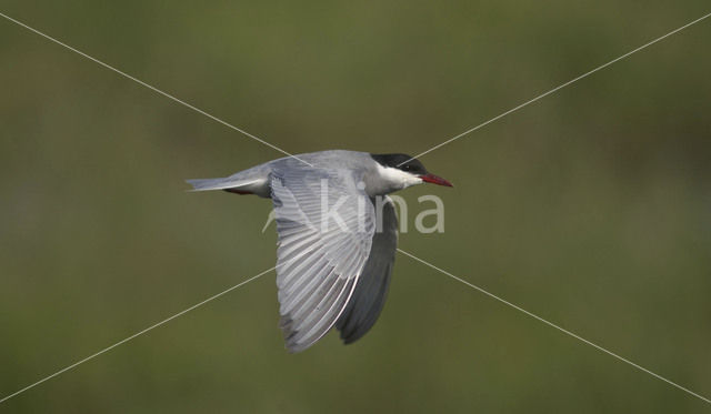 Whiskered Tern (Chlidonias hybridus)