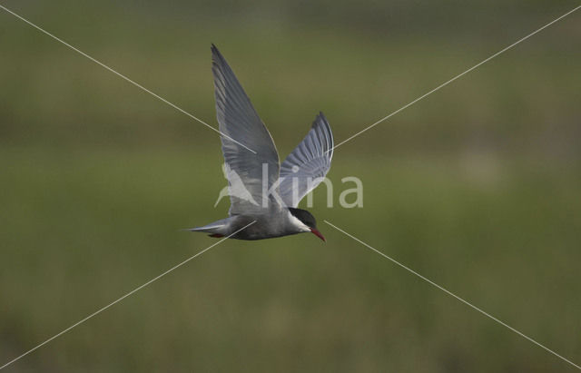 Whiskered Tern (Chlidonias hybridus)