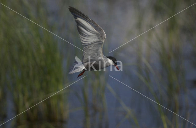 Whiskered Tern (Chlidonias hybridus)