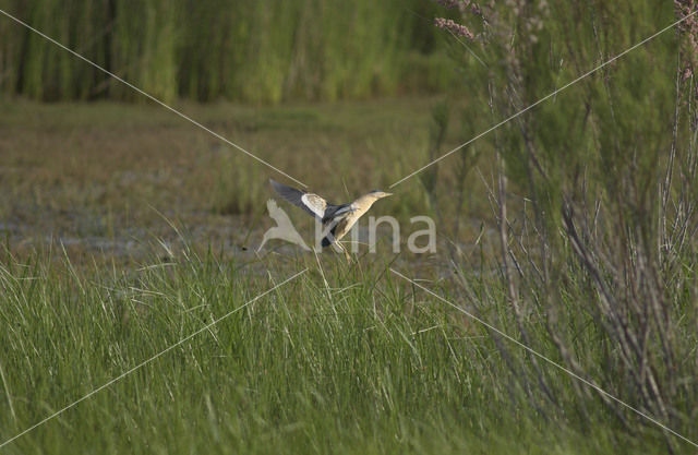 Little Bittern (Ixobrychus minutus)