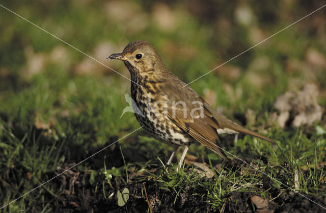 Song Thrush (Turdus philomelos)
