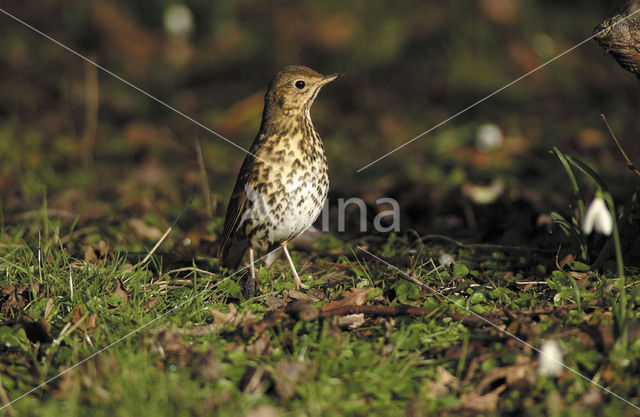 Song Thrush (Turdus philomelos)