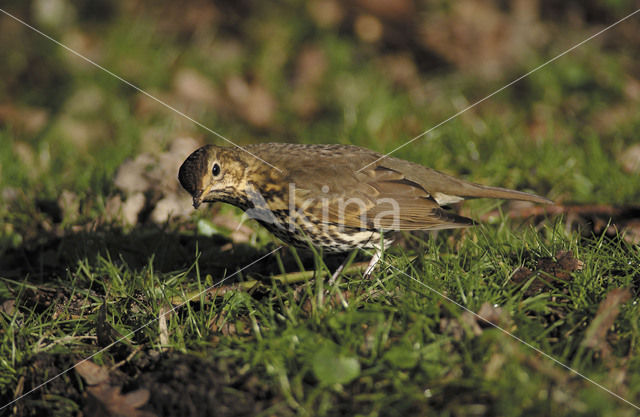 Song Thrush (Turdus philomelos)
