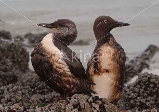 Guillemot