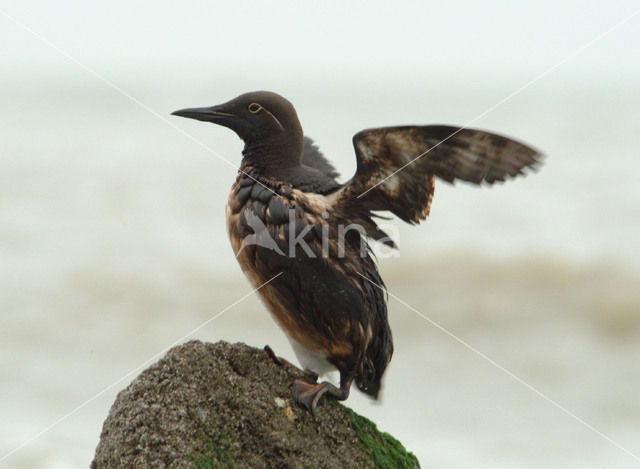 Guillemot