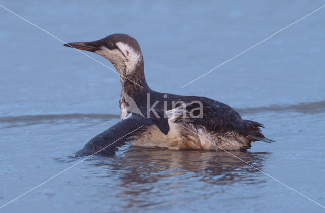 Guillemot