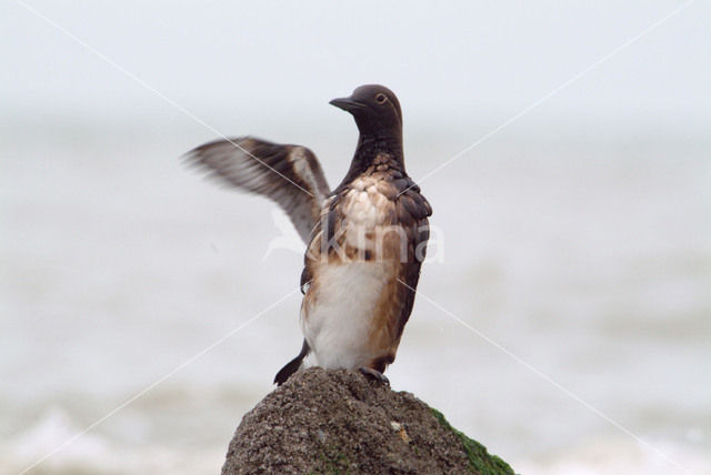 Guillemot