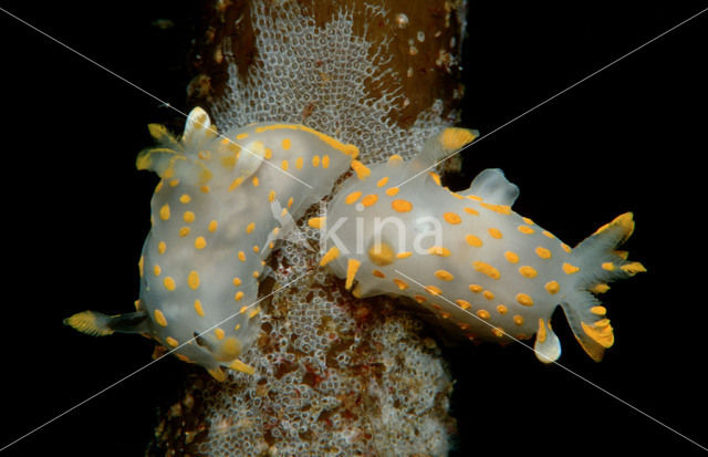 Nudibranch spec. (Limacia clavigera)