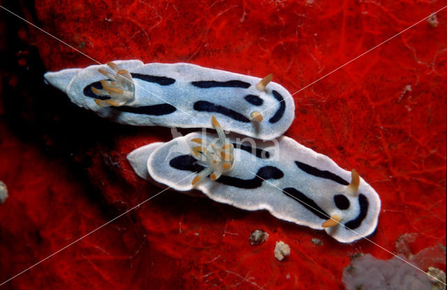 Zeenaaktslak (Chromodoris loche)