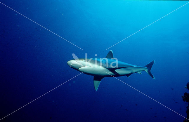 Zilverpunthaai (Carcharhinus albimarginatus)