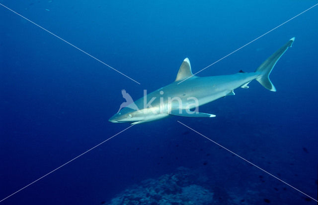 Zilverpunthaai (Carcharhinus albimarginatus)