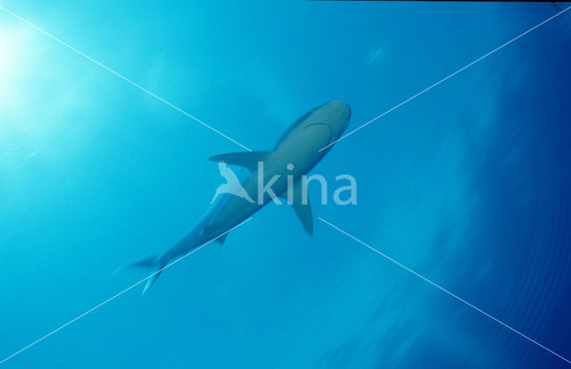 Zilverpunthaai (Carcharhinus albimarginatus)