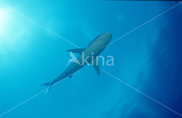 Silvertip shark