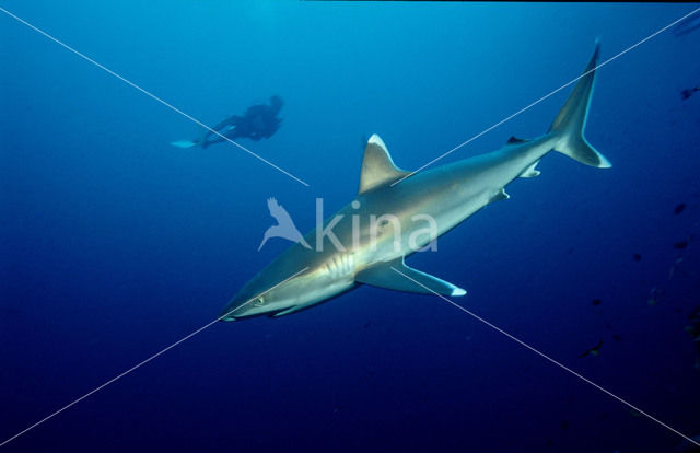 Zilverpunthaai (Carcharhinus albimarginatus)