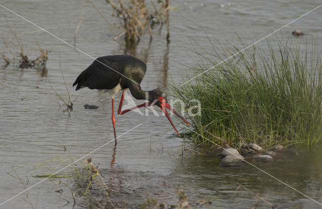 Black Stork (Ciconia nigra)