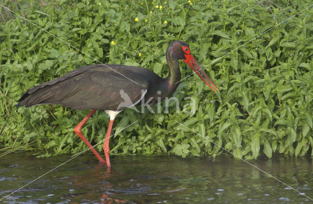 Black Stork (Ciconia nigra)
