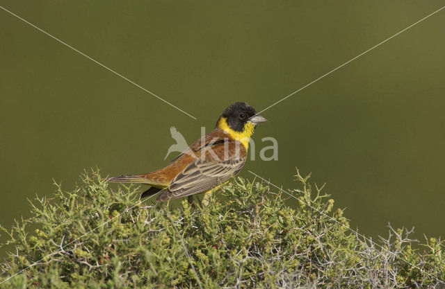 Black-headed bunting (Emberiza melanocephala)