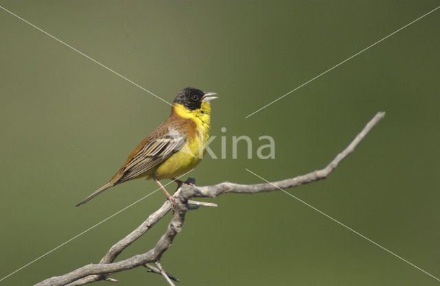 Black-headed bunting (Emberiza melanocephala)