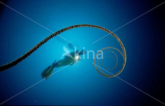 Spiral wire coral (Cirripathes spiralis)