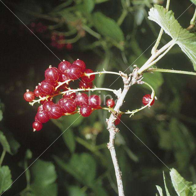 Aalbes (Ribes rubrum)