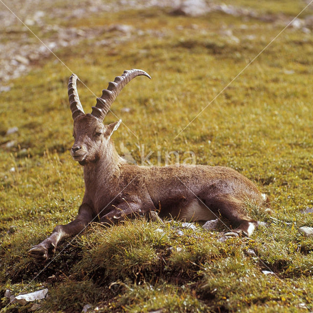 Alpen Steenbok (Capra ibex)