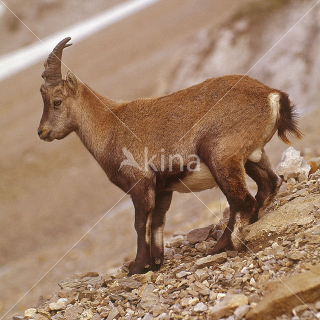 Ibex (Capra ibex)